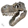 Tyrannosaurus Rex Large Dinsoaur Skull 51.5cm Home Décor 4