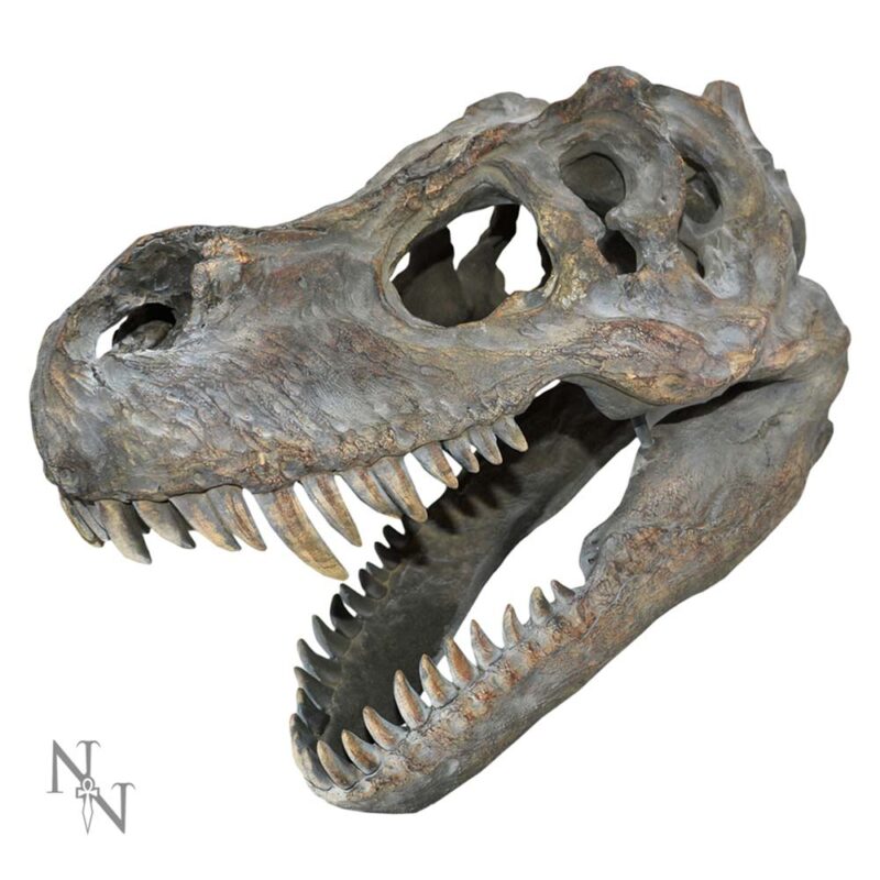 Tyrannosaurus Rex Dinosaur Skull Small 39.5cm Home Décor 3