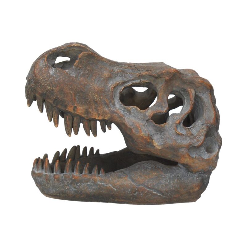 T-Rex Freestanding 16cm Dinosaur Skull Ornament Figurines Medium (15-29cm) 5