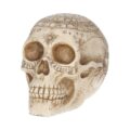 Astrological Skull Engraved With The Zodiac Circle 20cm Figurines Medium (15-29cm) 4