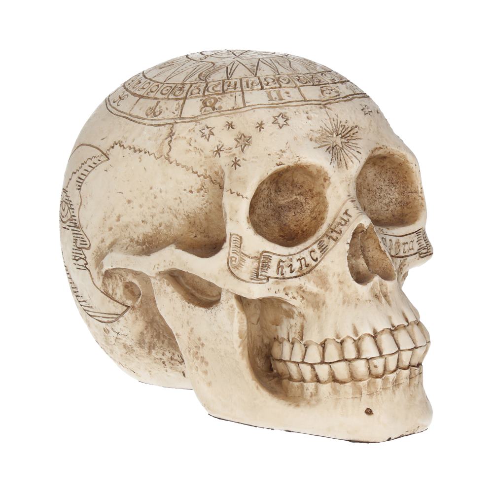 Astrological Skull Engraved With The Zodiac Circle 20cm Figurines Medium (15-29cm)