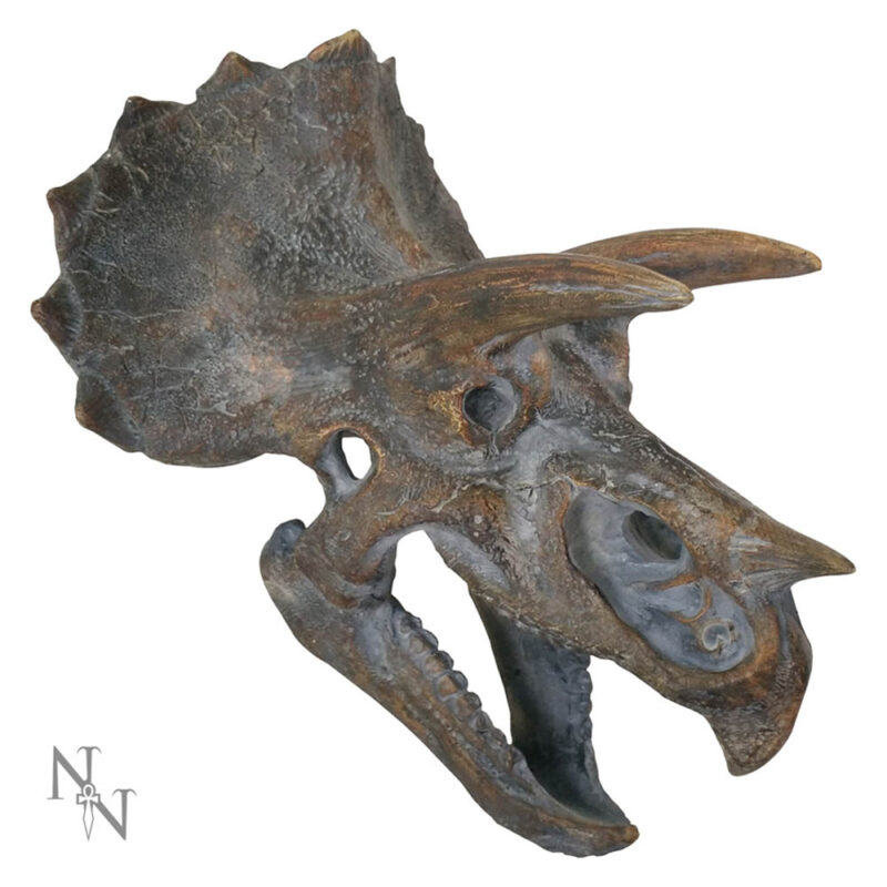 Triceratops Dinosaur Skull 23cm Home Décor