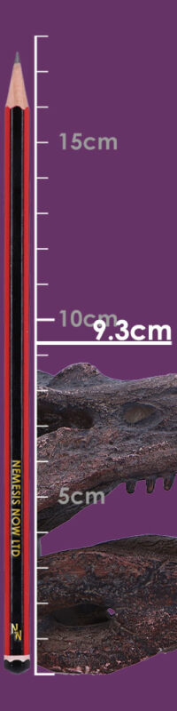 Nemesis Now Spinosaurus Skull 16cm Figurines Medium (15-29cm) 2