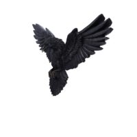 Nemesis Now Flight of the Raven Wall Hanging Decoration 35cm Home Décor 2